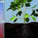 Plant Nutrition: Mineral Absorption (Part One)